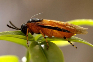 Rose sawdweller - rose lover